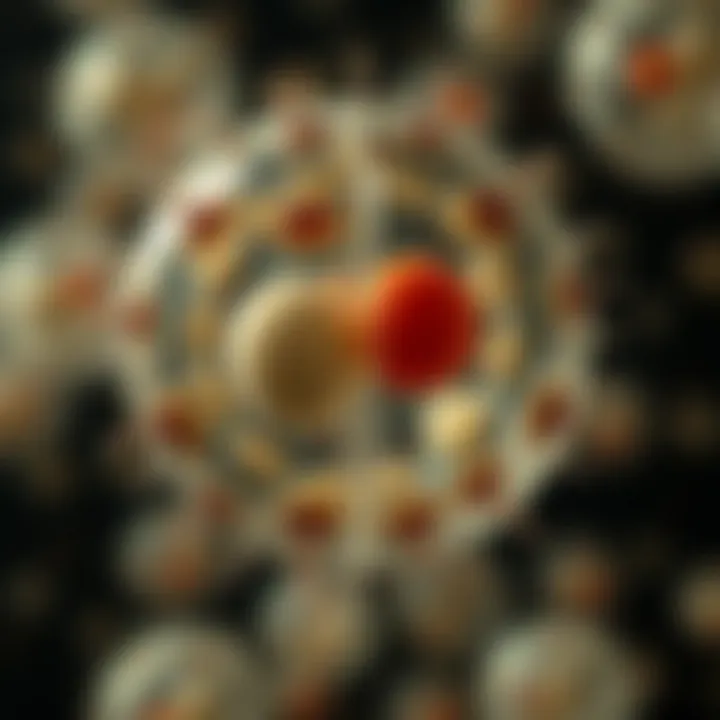 Amoeba undergoing division showing the nucleus splitting and cytoplasm starting to separate