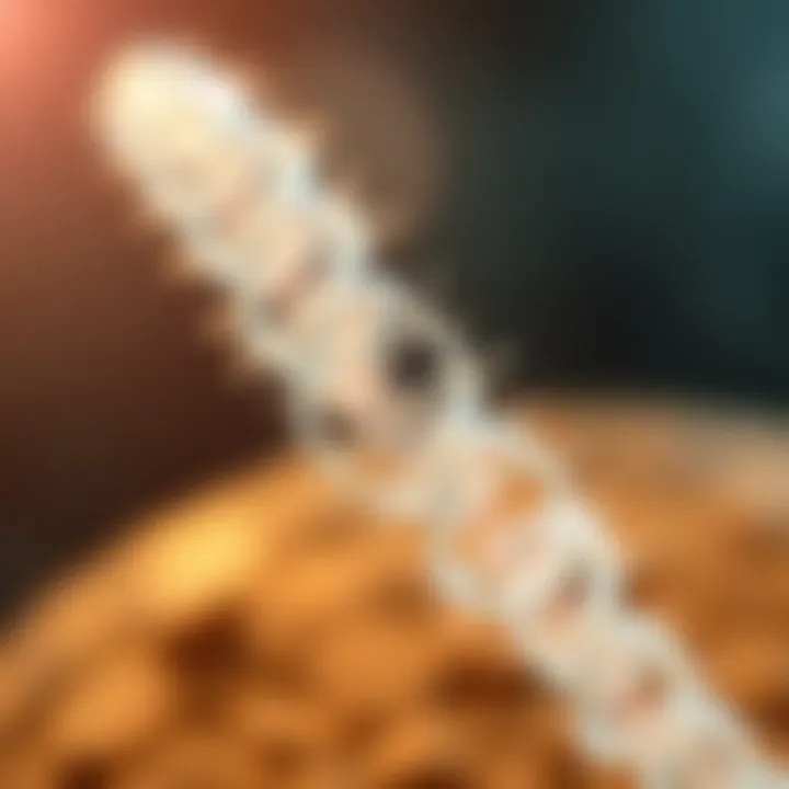 Diagram showing stages of binary fission in a bacterium with DNA replication and separation